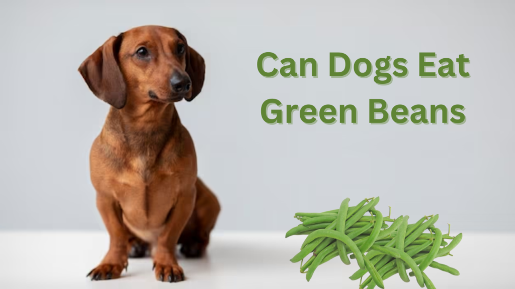 Can Dogs Eat Green Beans