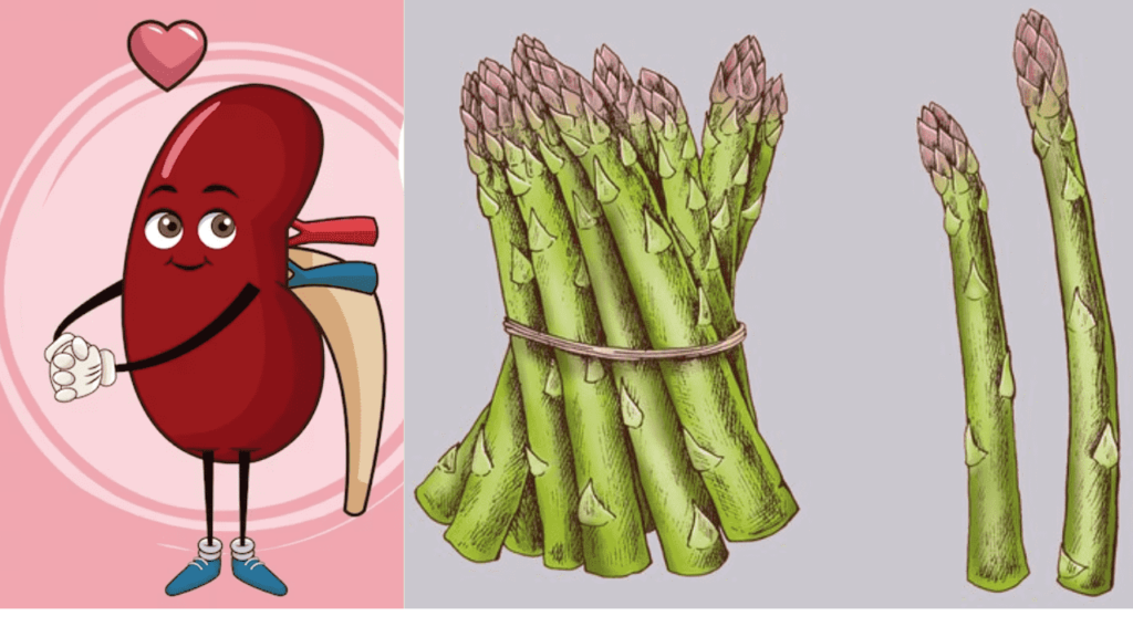 Asparagus Juice for Your Kidneys