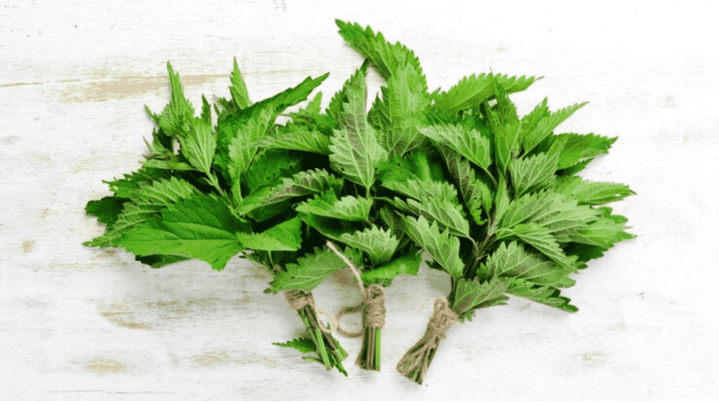 Nettle Leaf