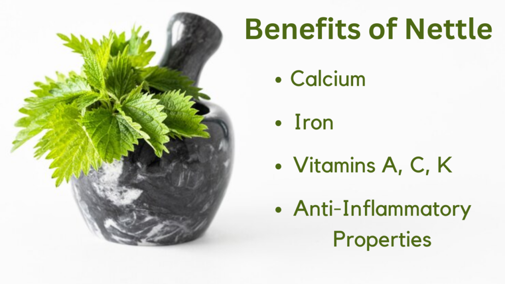 Nutritional Benefits of Nettle Juice